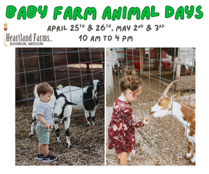 HeartlandFarmsBabyMB